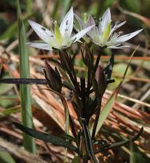 Image result for Swertia eminii