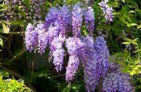 How To Grow Wisteria Without Overtaking Your Yard Wisteria Plant Wisteria Tree Plants