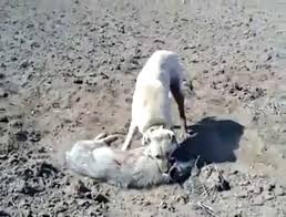 Kurt Ve Kangal Dailymotion Video
