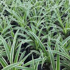 Image result for Chlorophytum filipendulum