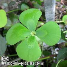 Image result for Marsilea