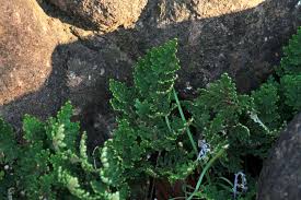 Image result for Selaginella imbricata