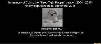 Sleep Tight Pupper Album On Imgur