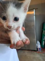 Hi everyone- these 2 were found in my garage- they are about 4 weeks old. I  can't keep them & it's freezing in my garage- they eat kitten food & no  fleas-seem