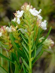 Image result for Aeollanthus subacaulis