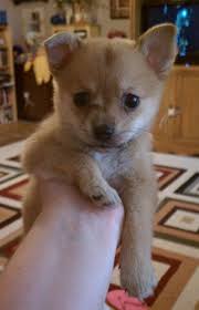 A pomchi is a cross between a pomeranian and a chihuahua. Pomeranians And The Pomeranian Pomeranian Total Guide Papillon Chihuahua Dog Pomchi And Puppies Pomeranian Chihuahua Mix Chihuahua Mix Puppies