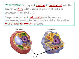 Maybe you would like to learn more about one of these? Photosynthesis And Cellular Respiration Ppt Video Online Download