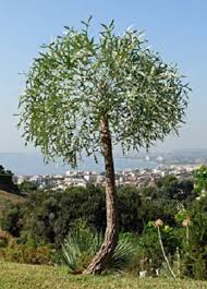 Image result for Cussonia