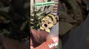 Image result for Orbea paradoxa