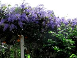 Image result for Petrea volubilis