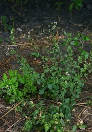 Image result for Vernonia cinerea