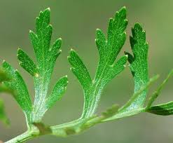 Image result for Polystachya leonardiana