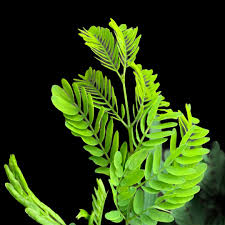 Image result for Acacia haematoxylon