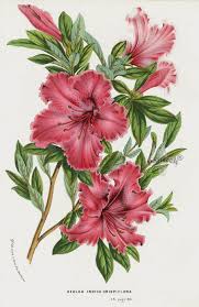 Azalea Indica 1845 Charles Lemaire Flore Des Serres Et Des Jardin Camellia Azalea Rhododendron Prints Flower Drawing Vintage Flower Prints Flower Art