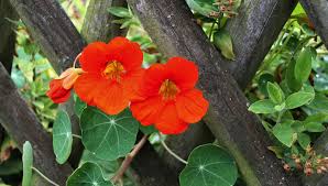 Tutte quante sono piante rampicanti che ben sia adattano alla vita in vaso o nel terreno e se saprete combinarle otterrete muri fioriti e verdi praticamente tutto l'anno. Piante Rampicanti Sempreverdi Con Fiori E Resistenti