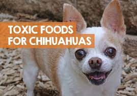 25 Bad Foods That Are Poisonous Toxic To Chihuahuas