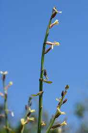 Image result for Carrichtera annua