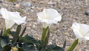 Image result for Datura