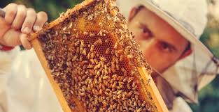 Maybe you would like to learn more about one of these? How Much Does Bee Removal Cost Bees Removal Melbourne