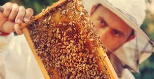 Would like to hire our services? How Much Does Bee Removal Cost Bees Removal Melbourne