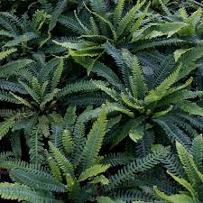 Image result for Blechnum