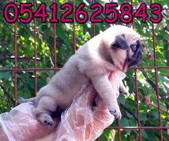 Pug Fiyatlari Pug Yavru Pug Pug Kopekler