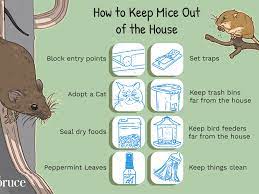 As we said before, chickens sleep soundly and do not eat and drink in the night. How To Keep Mice Out Of The House