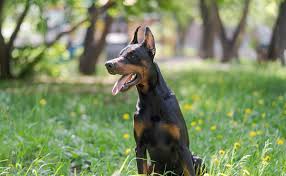 Photo Quelle est l'espérance de vie du Dobermann ? Combien de temps ...