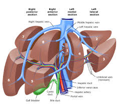 The liver is the largest internal organ providing essential metabolic, exocrine and endocrine functions. Liver Anatomy Eseghtips Com