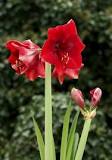 Image result