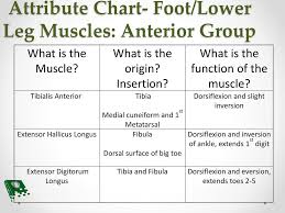 Foot Ankle And Lower Leg Ppt Download