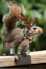 Rudolph The Red Nose Squirrel Squirrel Funny Cute Animals Cute Squirrel