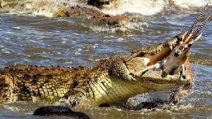 Mimpi dikejar buaya mungkin juga mempunyai makna yang baik bagi kehidupan anda, ada juga makna buruk dari mimpi tersebut. Arti Mimpi Dikejar Buaya Pertanda Jatuh Cinta Hingga Ada Mata Mata Yang Membahayakan Anda Tribun Bali