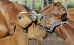 Catégorie:race chevaline originaire d'argentine (fr); Argentine Polo Pony Breeding Boosted By Biotech