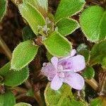 Image result for Dyschoriste radicans