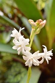 Image result for Polianthes tuberosa