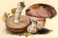 Image result for Russula variata