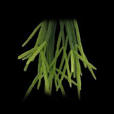 Image result for Pentas micrantha