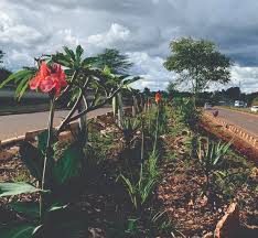 Image result for Turraea holstii