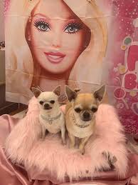 Thought I show you my little doggies M