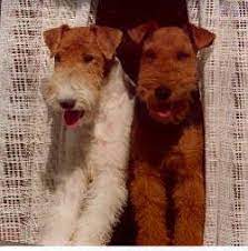 47 Stanley And Henry Ideas Wire Fox Terrier Fox Terrier Terrier