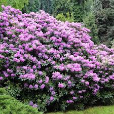 Lavender Rhododendron Shrub Garden Shrubs Colorful Shrubs Flowering Shrubs