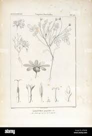 Image result for Antopetitia abyssinica