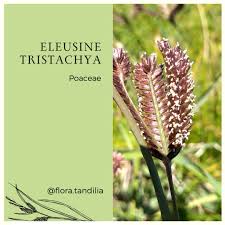 Image result for Tristachya