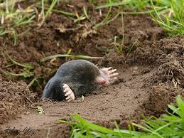 Rats are also quite common, with rabbits and climbers like chipmunks and squirrels, and there is the occasional cat. Mole Hole Animals Wild Animals Animals Friends