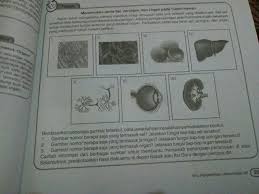 Pada hewan multiseluler, sel tidak hanya berperan untuk dirinya sendiri, tetapi sel juga berperan terhadap tubuh hewan tersebut secara keseluruhan. Tugas Menentukan Jenis Sel Jaringan Dan Organ Pada Tubuh Hewanbantu Jwb Yaa Brainly Co Id