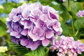 Growing Hydrangeas Australian Handyman Magazine