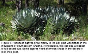 Great savings on hotels & accommodations in tucson (az), united states. The Tucson Cactus And Succulent Society