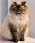 Ragdoll Kittens for Sale Near Me | Buy Ragdoll Kitten