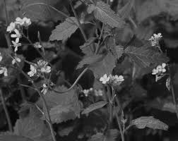 Image result for Syncolostemon bracteosus
